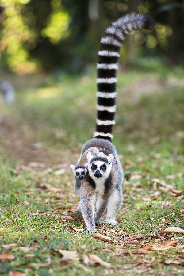 Ring-tailed Lemur Mother Carrying Young Photograph by Konrad Wothe