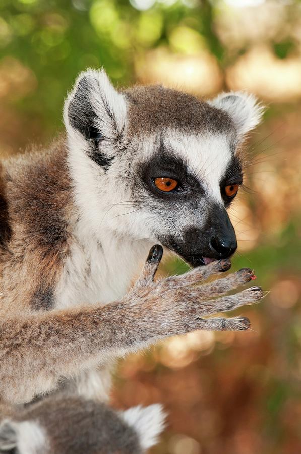 Ring-tailed Lemur Mother Photograph by Tony Camacho/science Photo Library
