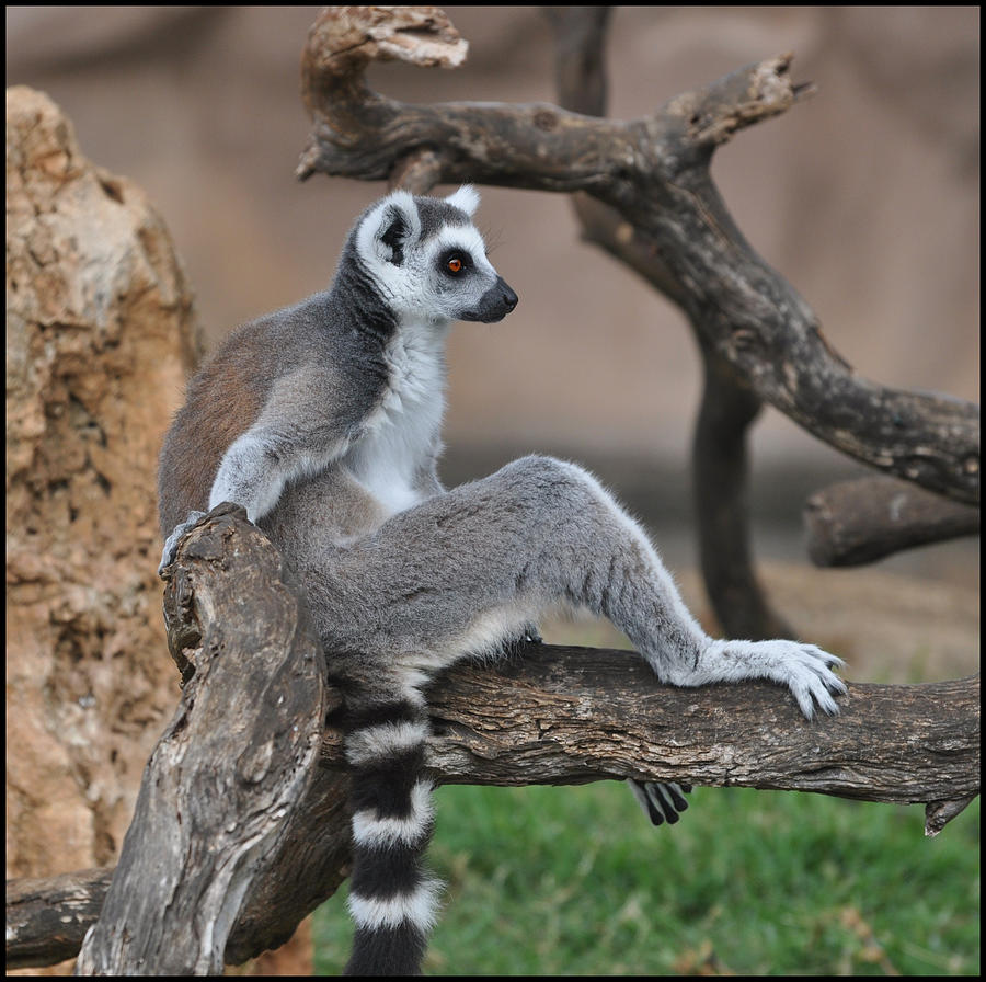 Africa, Madagascar, Anosy, Berenty Reserve Ring-tailed lemur, Lemur catta  Portrait of a female and baby Poster Print by Ellen Goff (24 x 18) #  AF24EGO0203 - Posterazzi