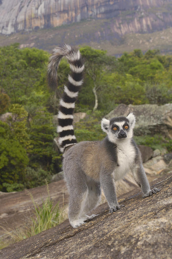 Ring-tailed Lemur On Rocks Madagascar Photograph by Pete Oxford