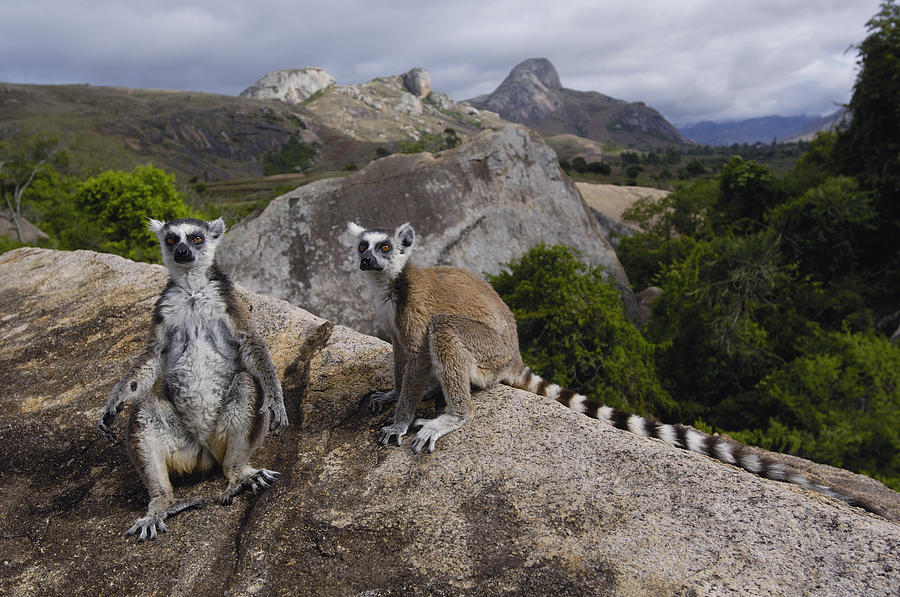 Ring-tailed Lemur Pair Madagascar Photograph by Pete Oxford