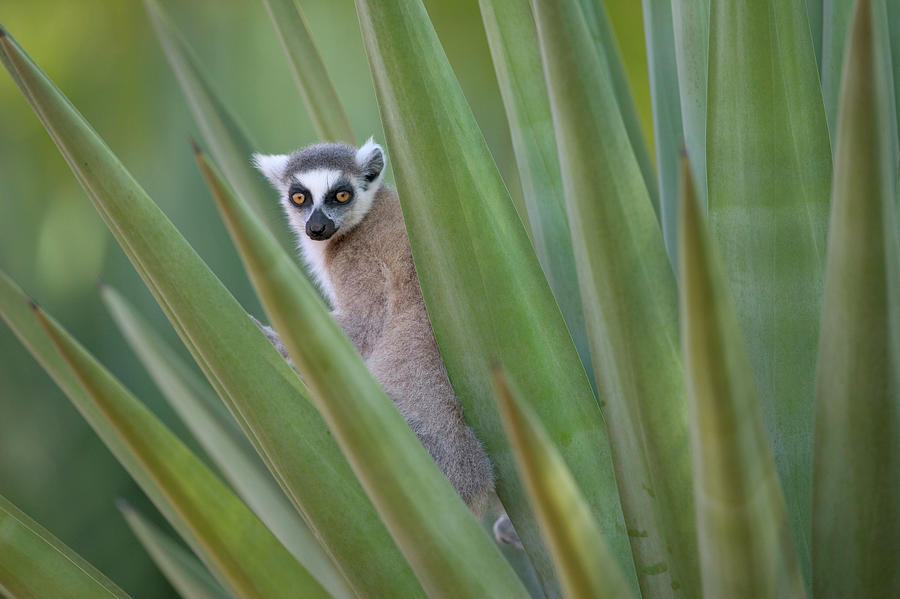 Ring Tailed Lemur Peeking Photograph by Cyril Ruoso