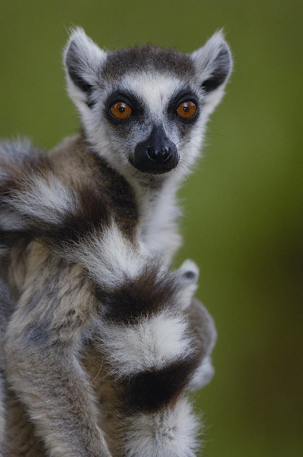 Ring-tailed Lemur Portrait  Berenty Photograph by Pete Oxford