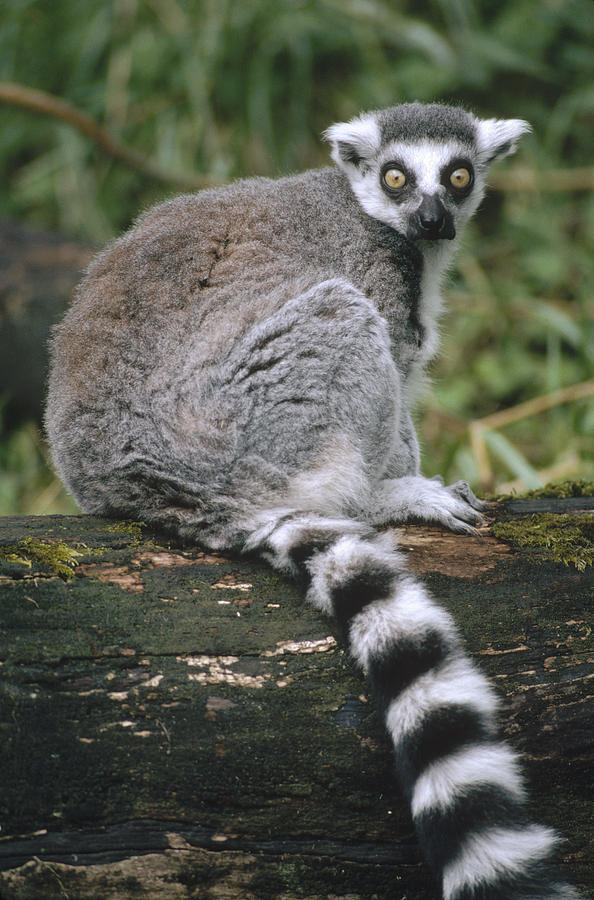 Ring-tailed Lemur Portrait Madagascar Photograph by Gerry Ellis