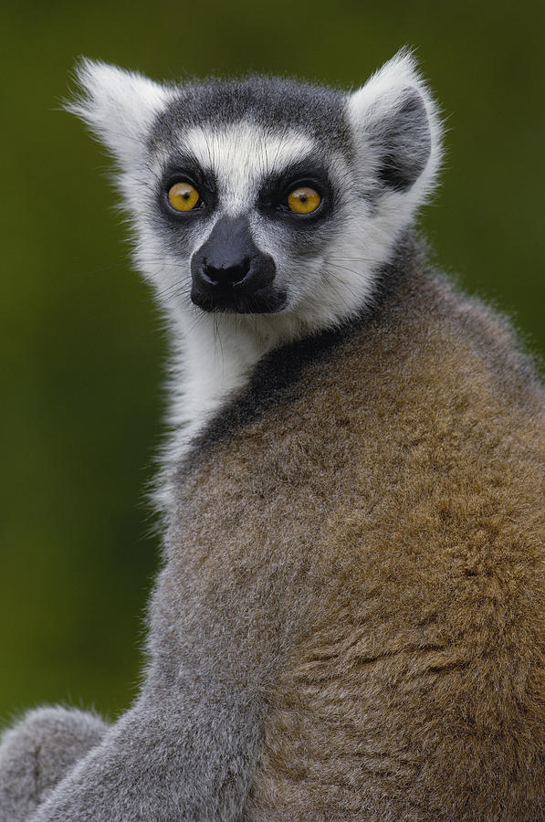 Ring-tailed Lemur Portrait Madagascar Photograph by Pete Oxford