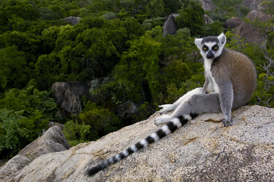 Ring-tailed Lemur Resting Madagascar Photograph by Pete Oxford