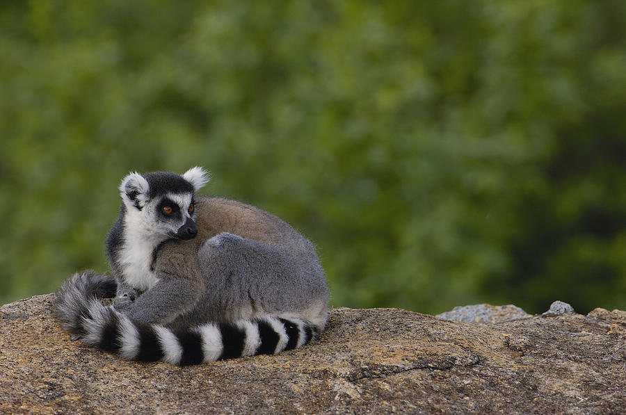 Ring-tailed Lemur Resting On Rocks Photograph by Pete Oxford