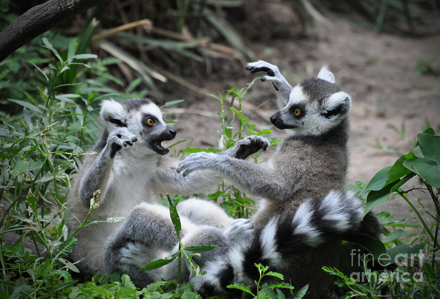 Ring-tailed Lemur  Photograph by Savannah Gibbs