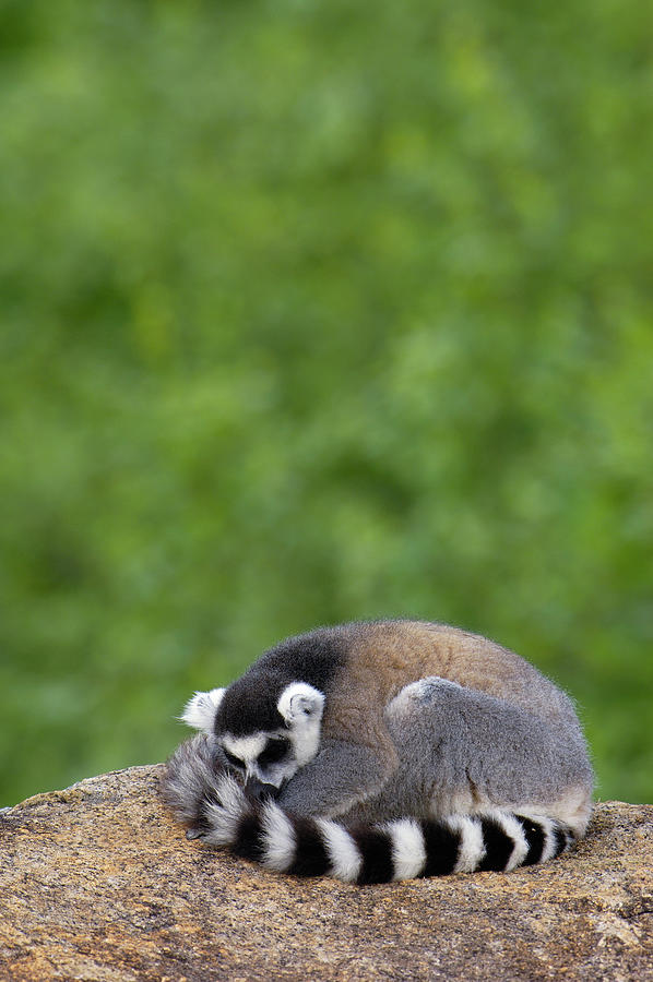 Ring-tailed Lemur Sleeping Photograph by Pete Oxford