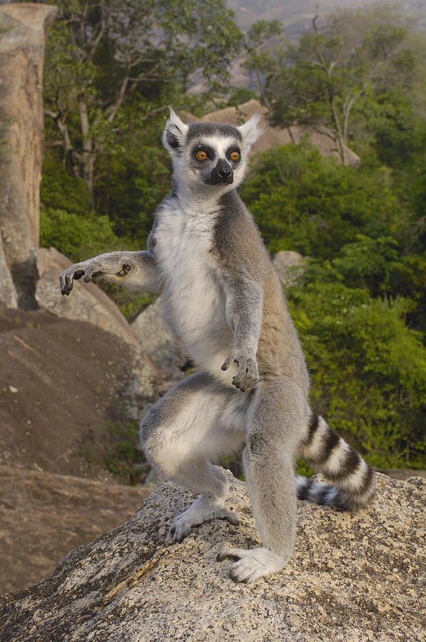 Ring-tailed Lemur Standing Madagascar Photograph by Pete Oxford