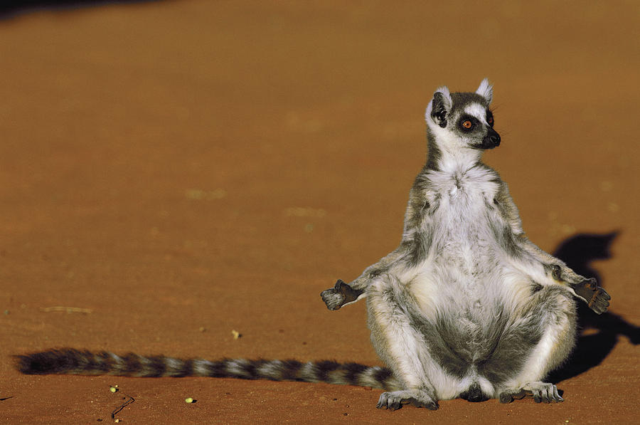 Ring-tailed Lemur Sunning Berenty Photograph by Pete Oxford