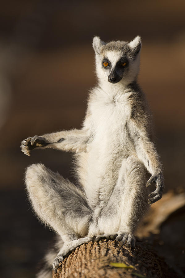 Ring-tailed Lemur Sunning Berenty Photograph by Suzi Eszterhas