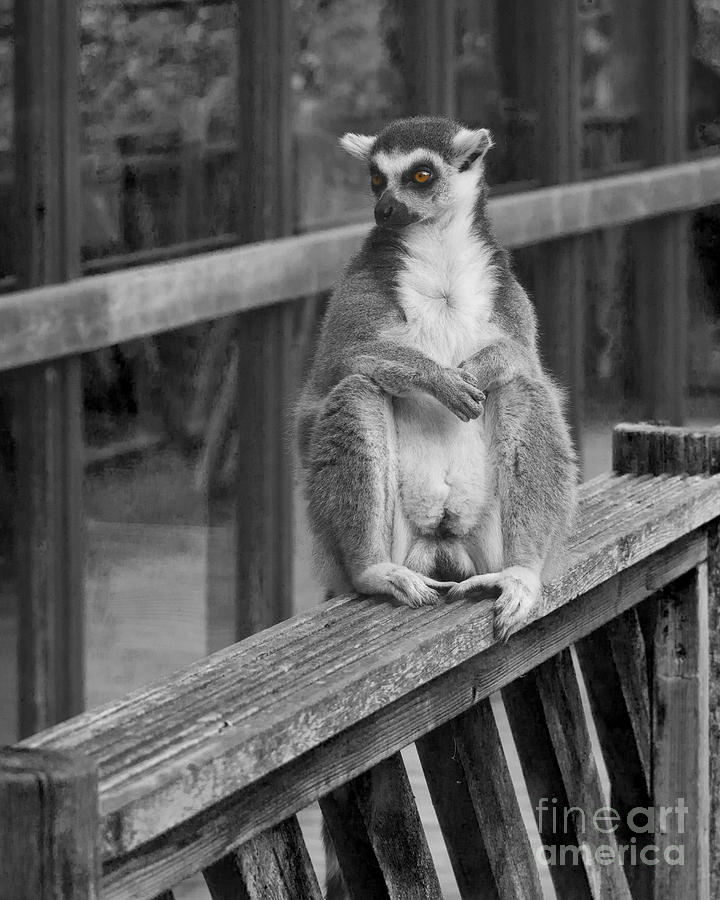 Ring Tailed Lemur Photograph by Terri Waters