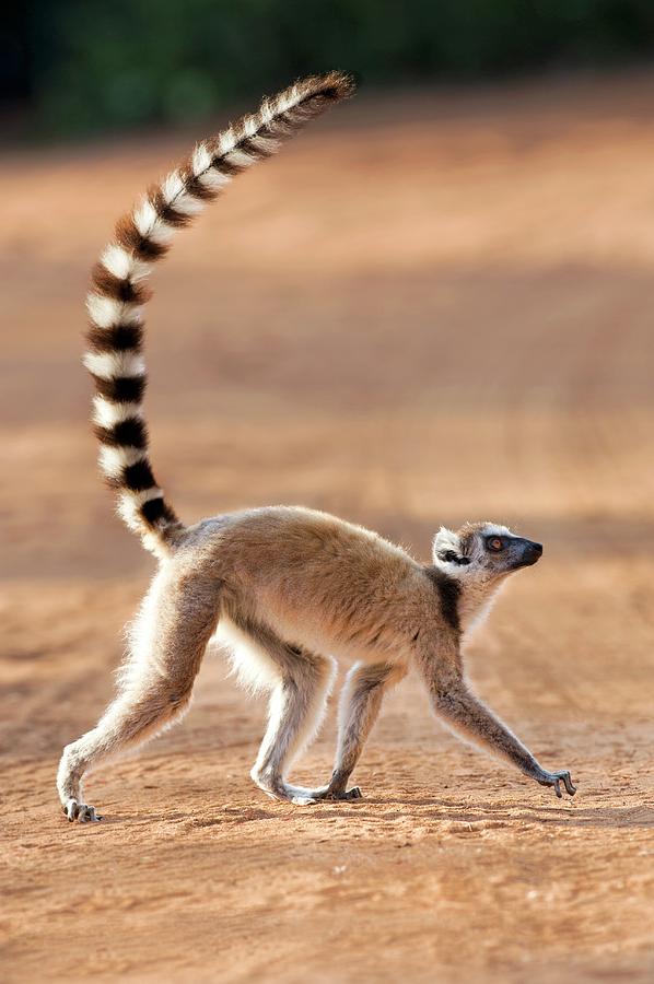 ring tailed lemur teddy