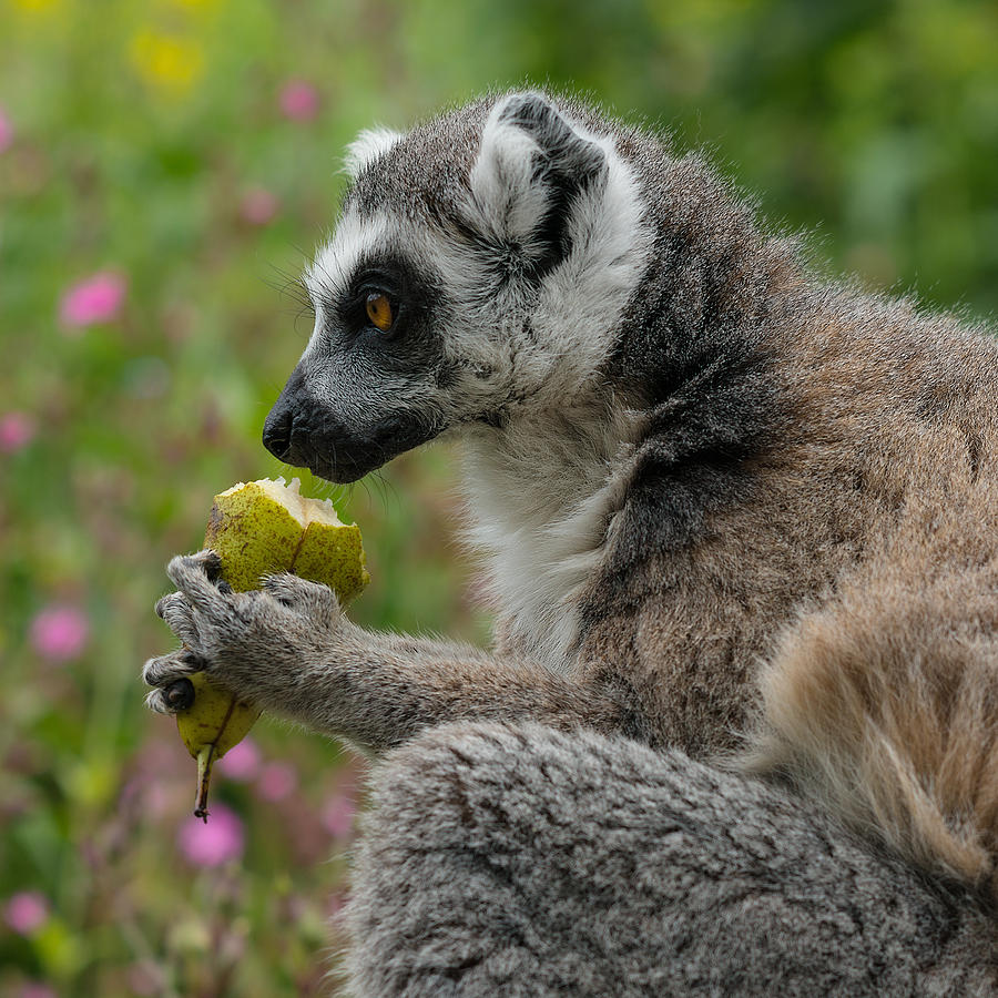 Ring Tailed Lemur Photograph