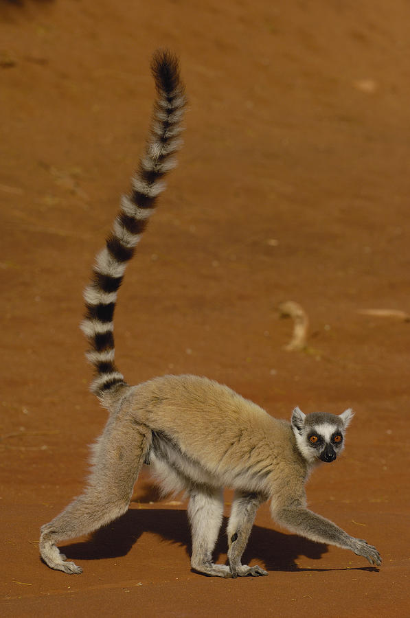 Animal Photograph - Ring-tailed Lemur Walking Berenty by Pete Oxford