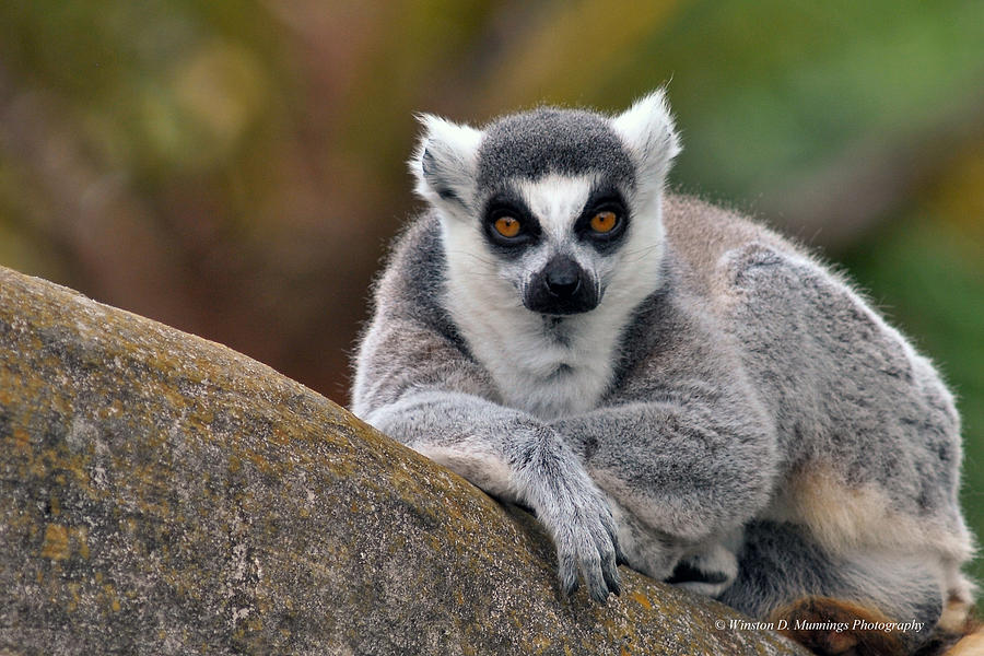 Ring-tailed Lemur Photograph by Winston D Munnings