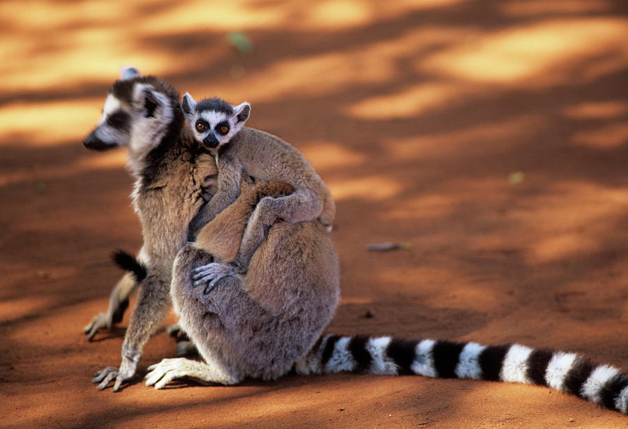 Nature Photograph - Ring-tailed Lemur With Baby by Sinclair Stammers/science Photo Library