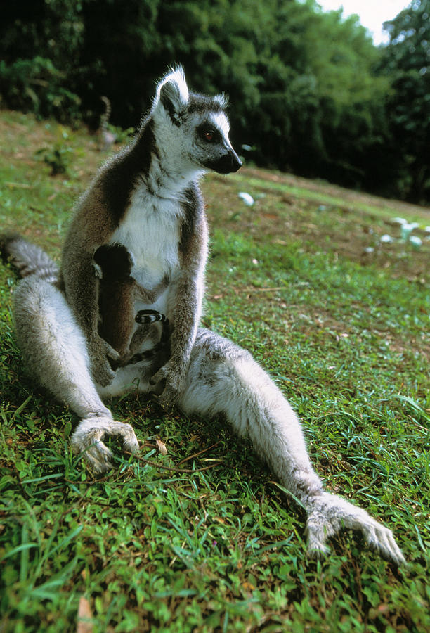 Wildlife Photograph - Ring-tailed Lemur With Baby by Tony Camacho/science Photo Library