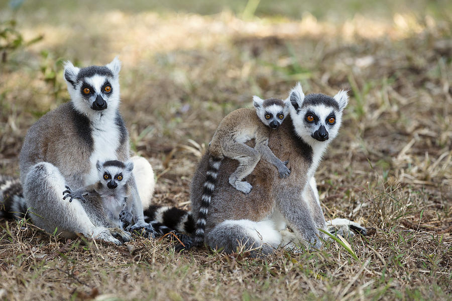 Ring Tailed Lemur With Young Madagascar Photograph by Konrad Wothe