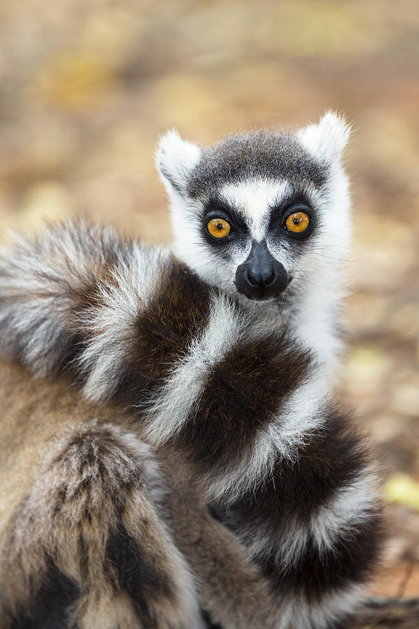 Ring Tailed Lemur Wrapped In Tail Photograph by Konrad Wothe
