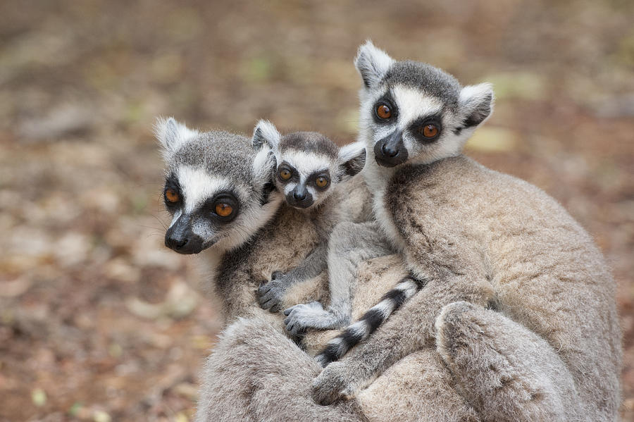 Ring-tailed Lemurs And Baby Huddling Photograph by Suzi Eszterhas