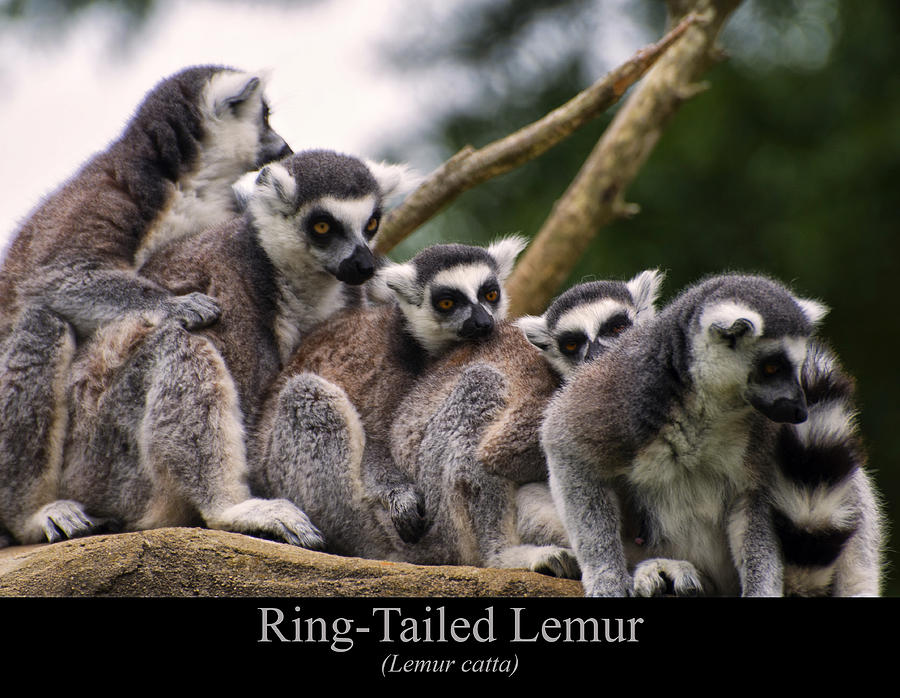 Ring Tailed Lemurs Digital Art by Flees Photos