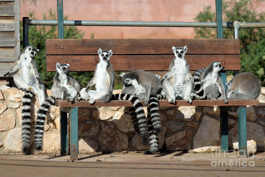 Mammal Photograph - Ring Tailed Lemurs by George Atsametakis
