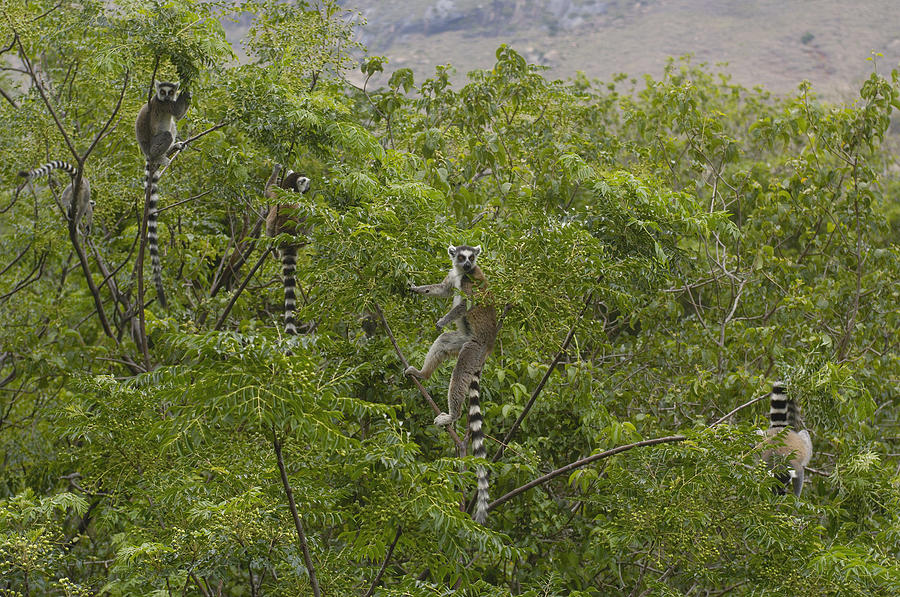 Ring-tailed Lemurs In Trees Madagascar Photograph by Pete Oxford