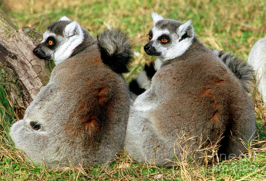 Ring-tailed Lemurs Lemur Catta Photograph by Millard H. Sharp