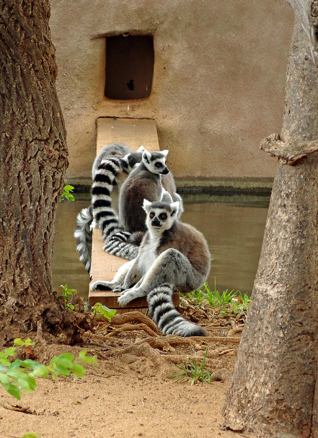 Ring-tailed Lemurs Photograph by Robert Meyers-Lussier