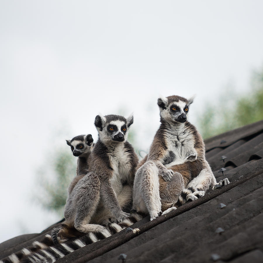 Ring-tailed Lemurs Photograph