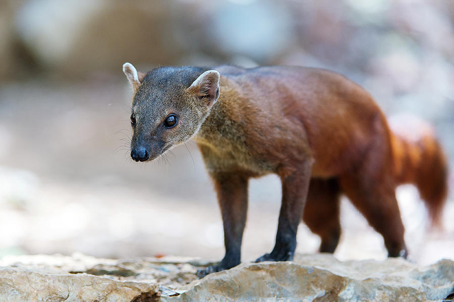 Ring-tailed Mongoose Photograph by Dr P. Marazzi