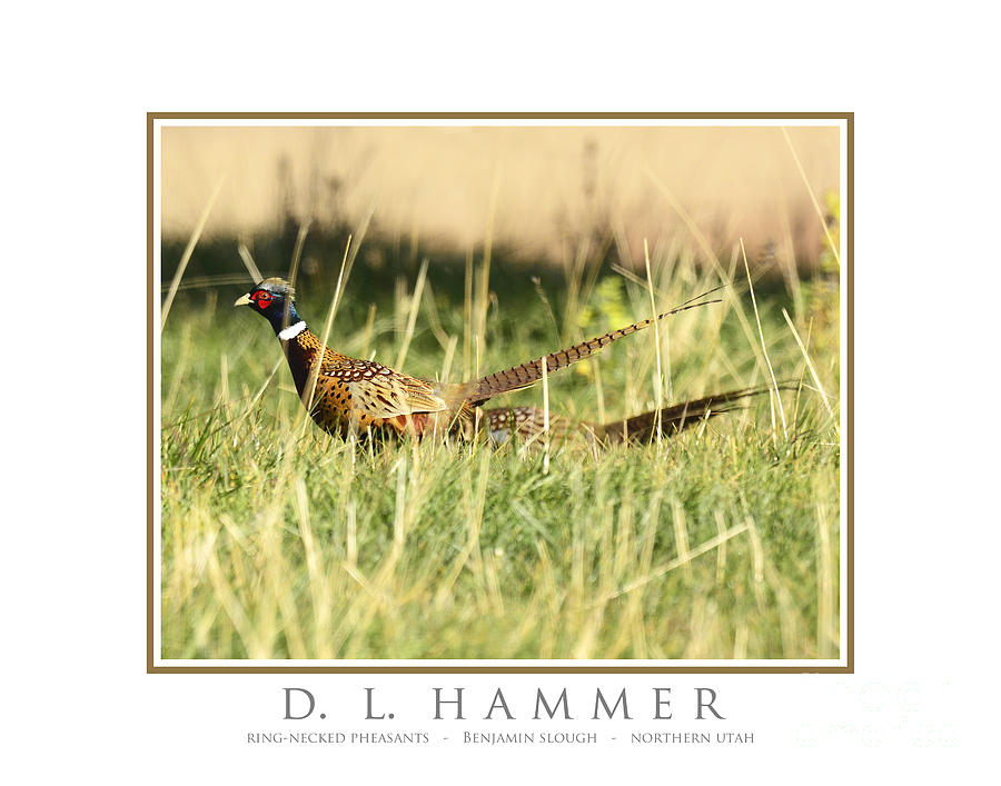 Ringed-necked Pheasants Photograph by Dennis Hammer