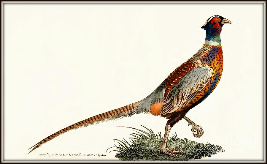 Ringed Pheasant circa 1815 Painting by R P Nodder - Fine Art America