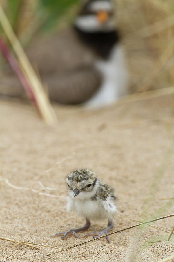 Summer Photograph - Ringed Plover Newly Hatched Chick by David Woodfall Images/science Photo Library