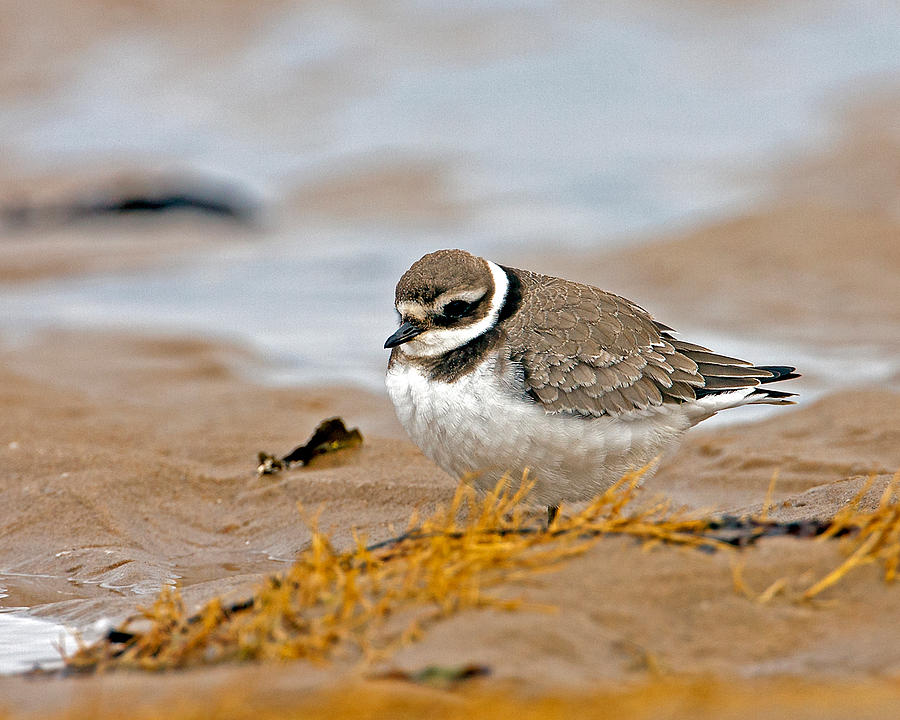 Ringed Plover Photograph by Paul Scoullar