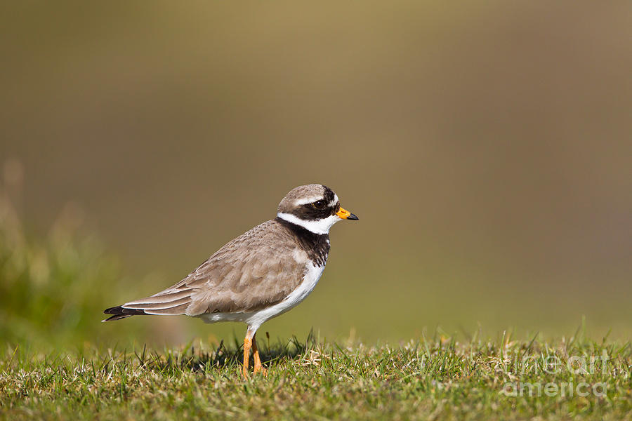 Ringed Plover Photograph by Thomas Hanahoe