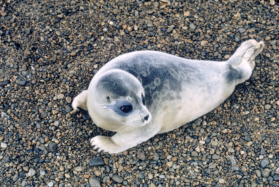 Ringed Seal Photograph by Carleton Ray