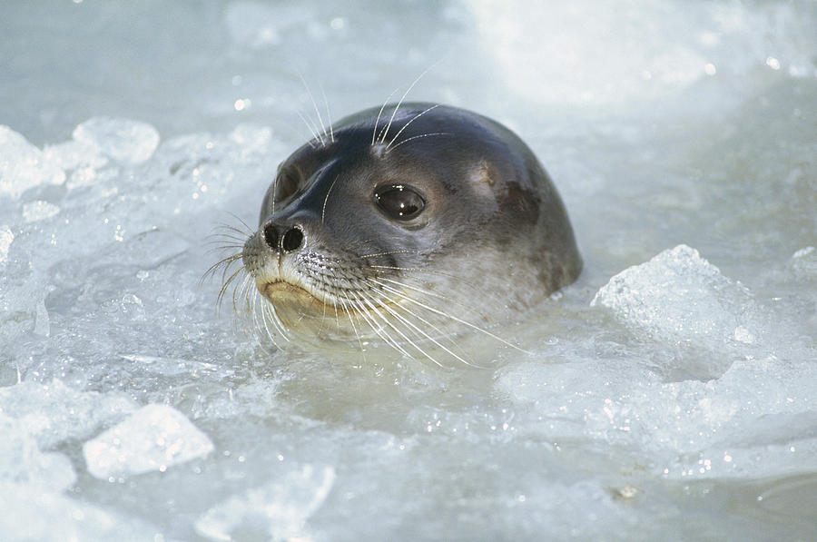 Ringed Seal Surfacing In Brash Ice Photograph by Tui De Roy