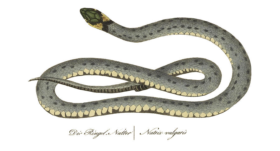 Ringed Snake Photograph by Biodiversity Heritage Library