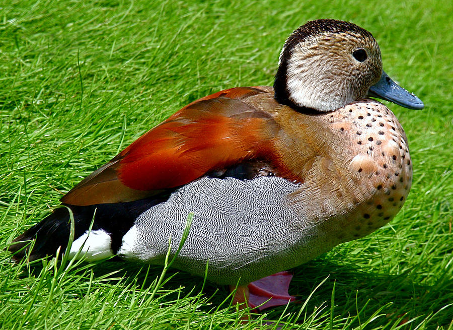 Duck Photograph - Ringed Teal Drake by Rona Black