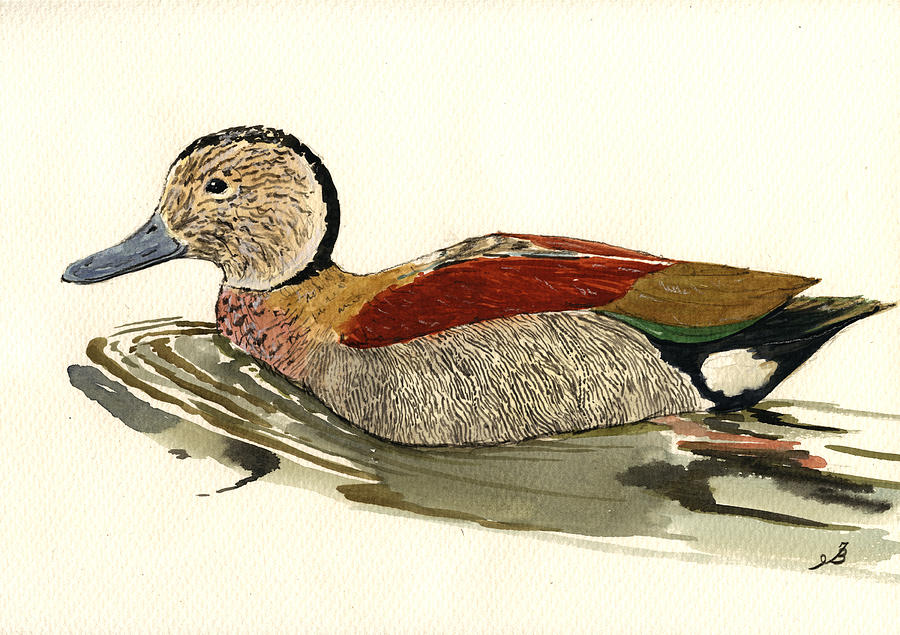 Duck Painting - Ringed Teal by Juan  Bosco