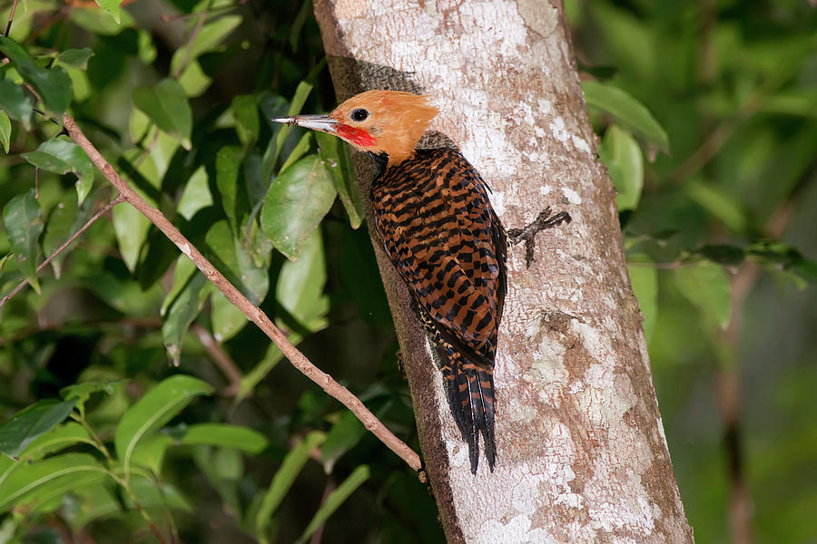 Ringed Woodpecker Celeus Torquatus Photograph by Leonardo Merçon