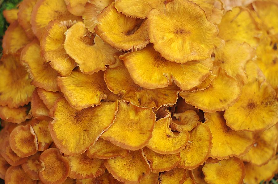 ringless honey mushroom