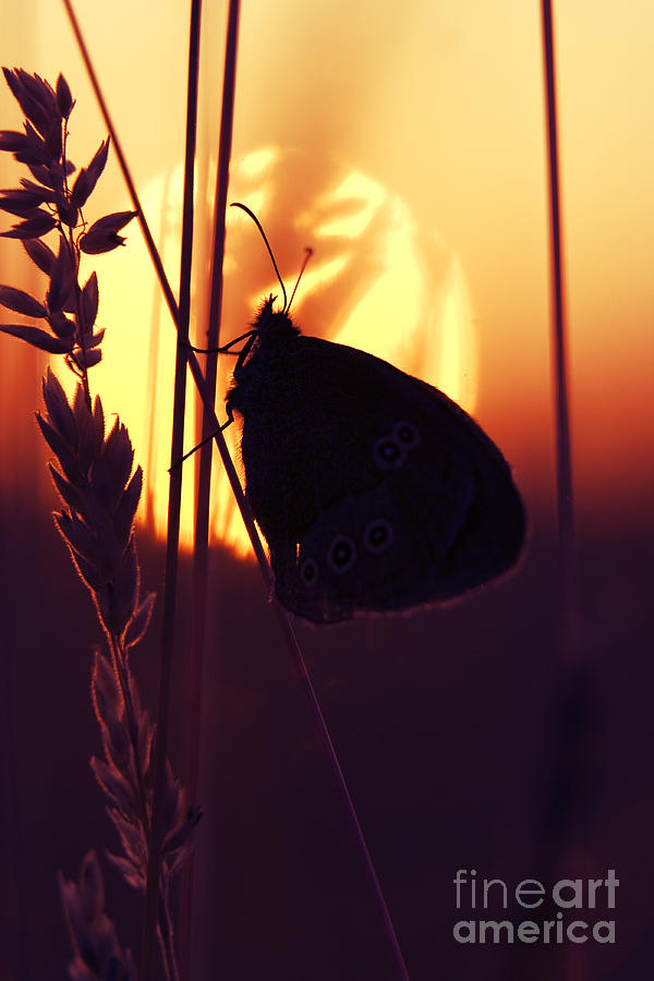 Nature Photograph - Ringlet Butterfly Sunset Silhouette by Tim Gainey