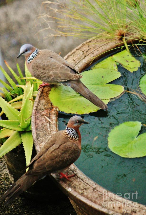Ringneck Doves Drinking  Photograph by Craig Wood