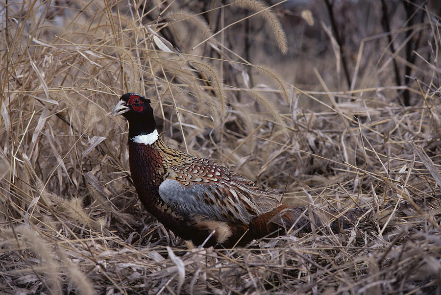Horizontal Photograph - Ringneck Pheasant Phasianus Colchicus by Animal Images Horizontal Photograph - Ringneck Pheasant Phasianus Colchicus by Animal Images