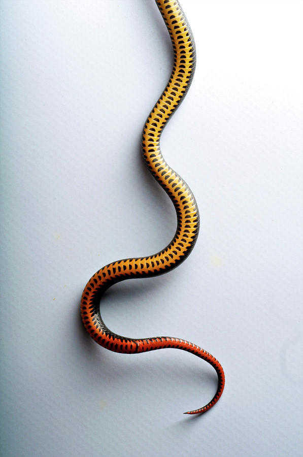 Ringneck Snake Diadophis Punctatus Photograph by Aaron Ansarov | Fine ...