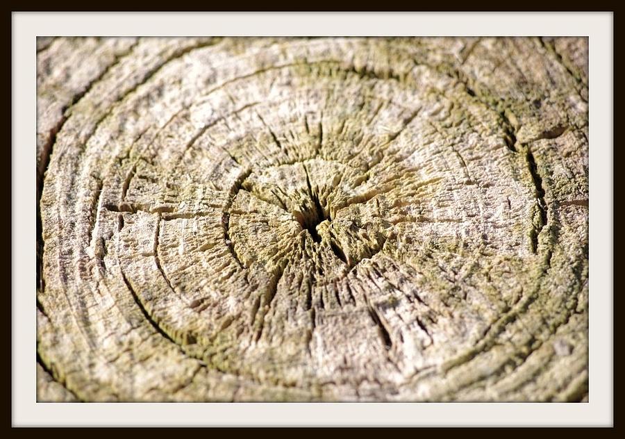 Rings of a tree Photograph by Janet Moss - Fine Art America